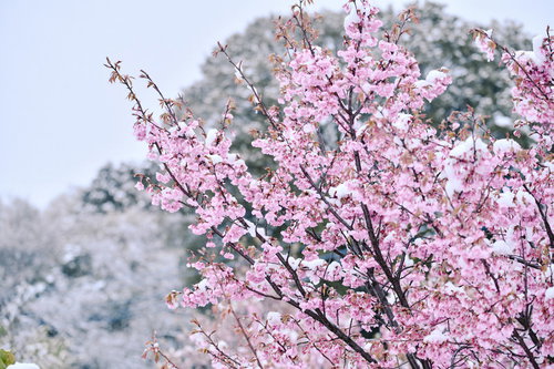 雪と小彼岸桜の枝、春の季節の変わり目を表現した風景