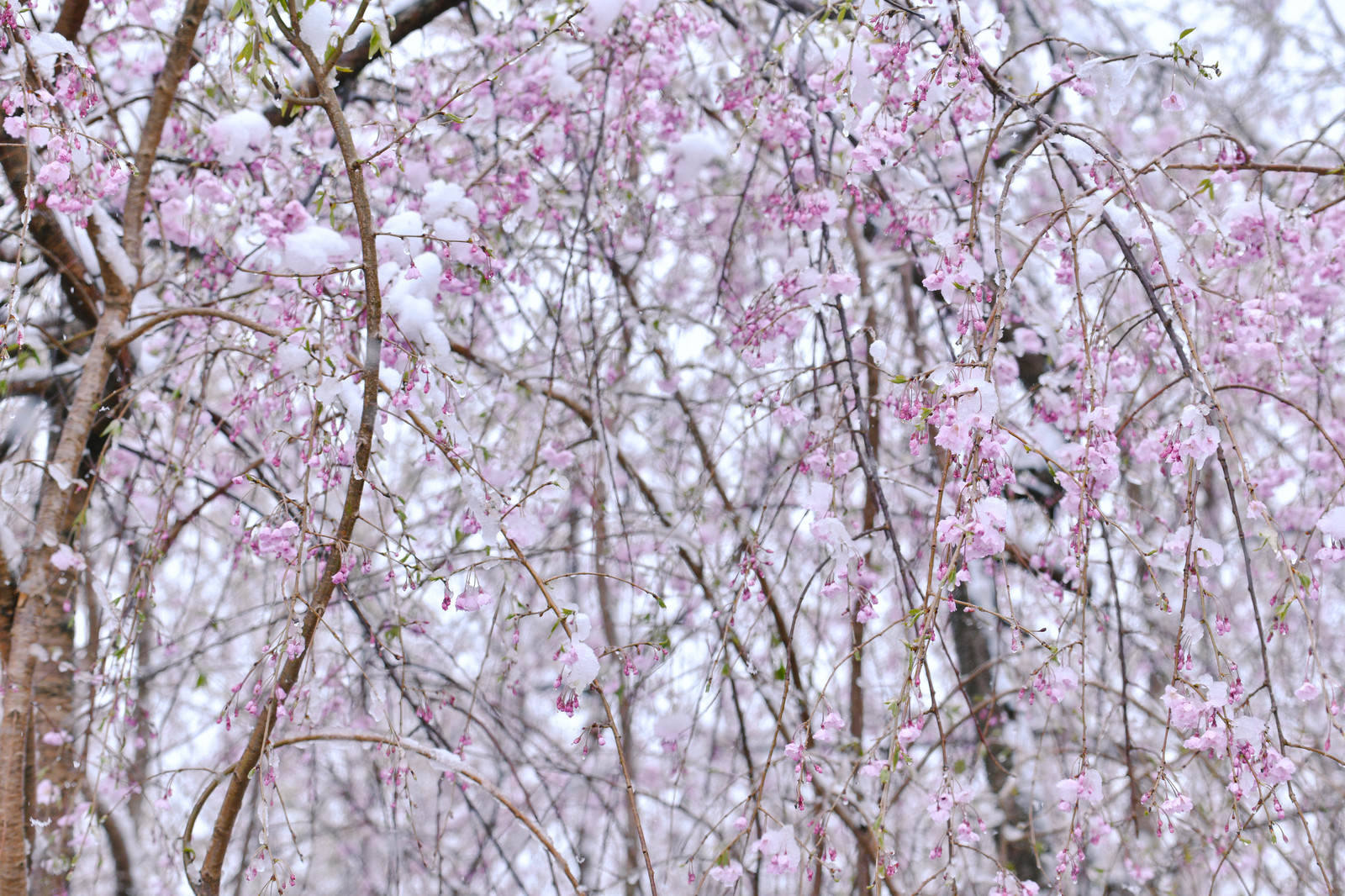 薄いピンク色の蕾をつけたしだれ桜の枝が垂れ下がっている様子