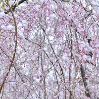 降りしきる雪に凍えるしだれ桜の蕾たちの写真
