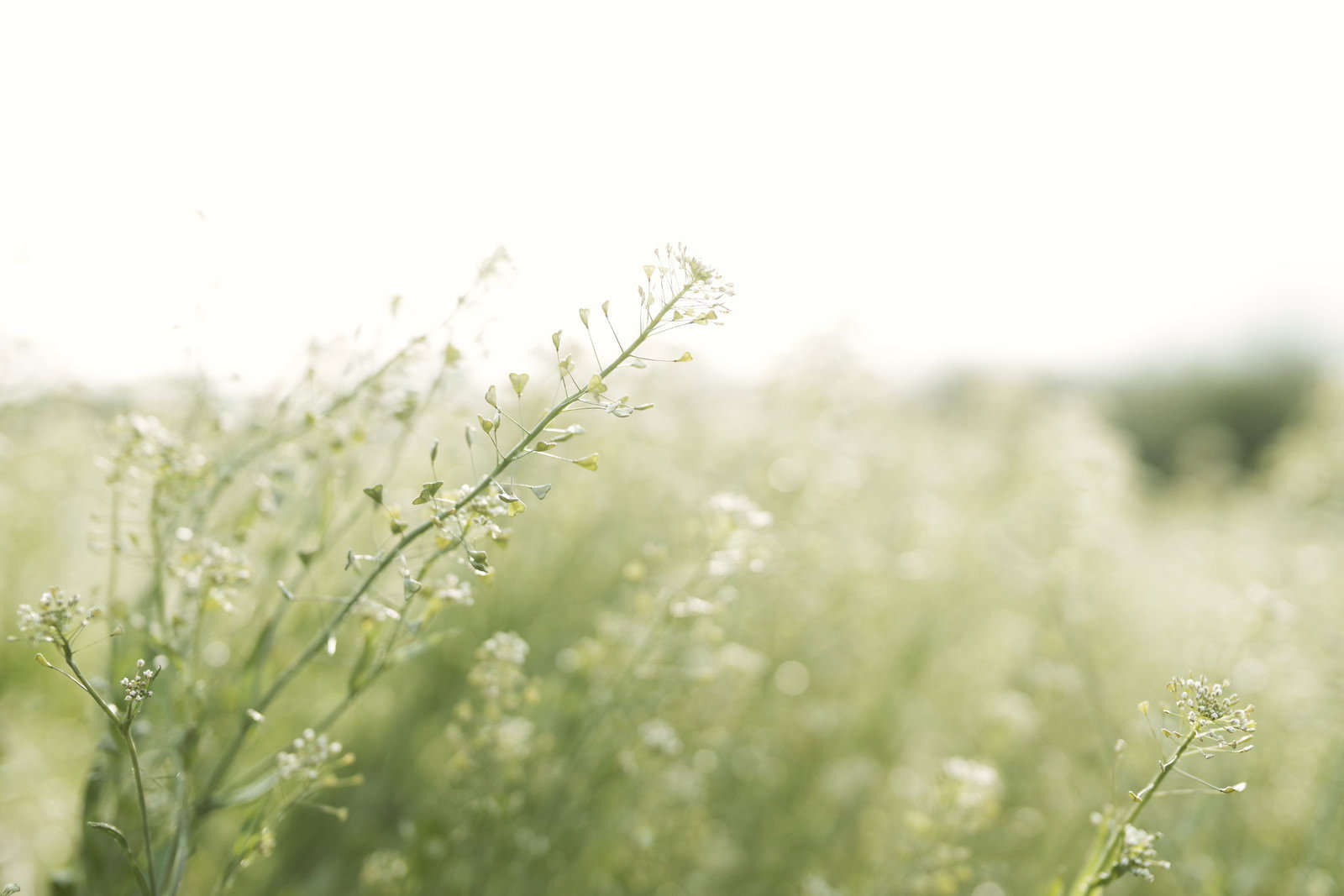 陽光に包まれた草むらに咲くナズナの白い小さな花