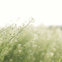 陽光に包まれて咲くナズナの白い花と春の野草の写真