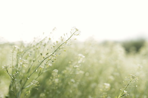 陽光に包まれて咲くナズナの白い花と春の野草