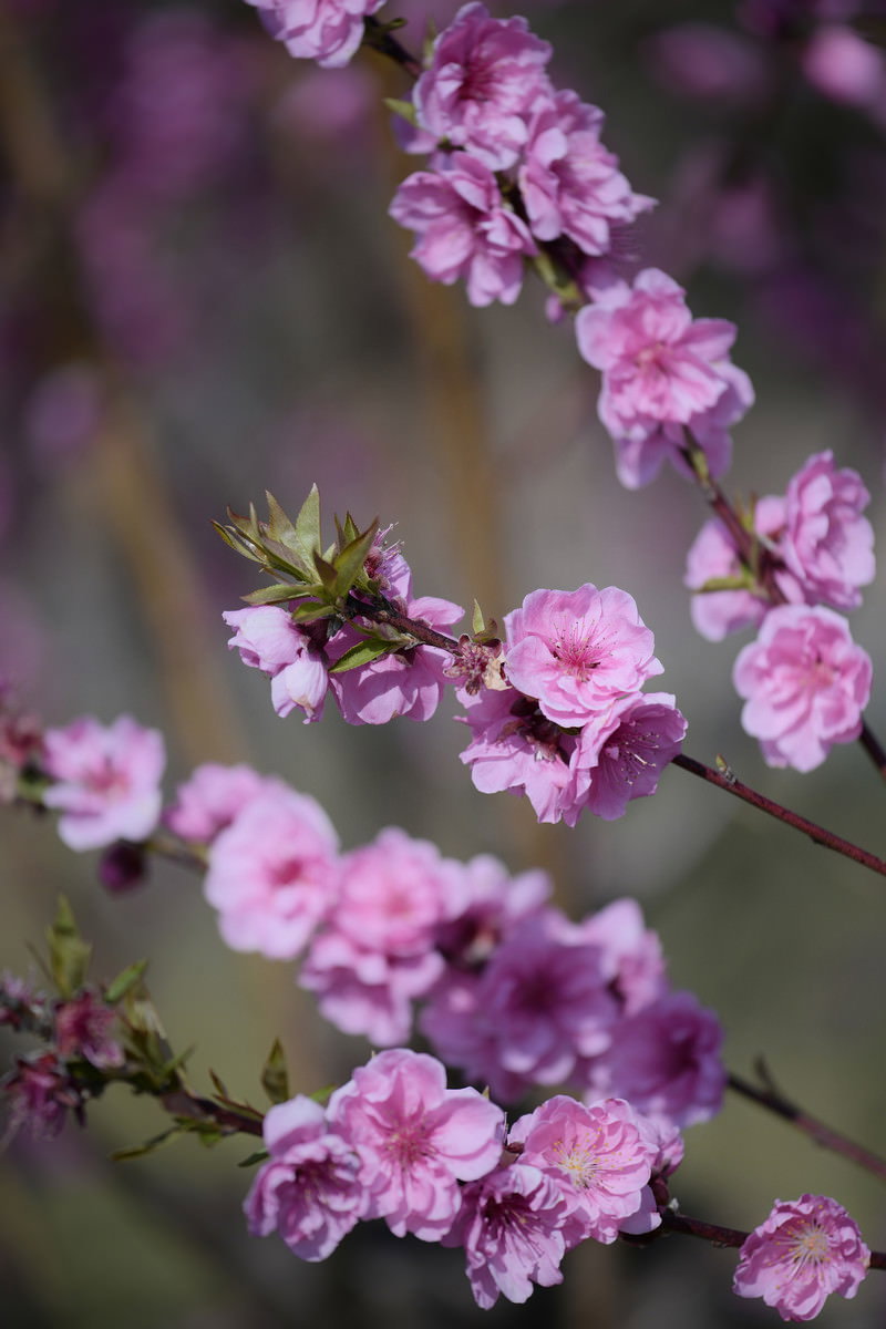 陽光を浴びて咲く淡いピンク色の桃の花