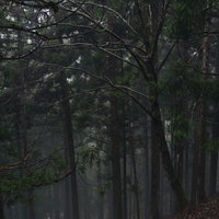 雨に濡れた杉と春を待つ冬枯れの木々が立ち並ぶ林の写真