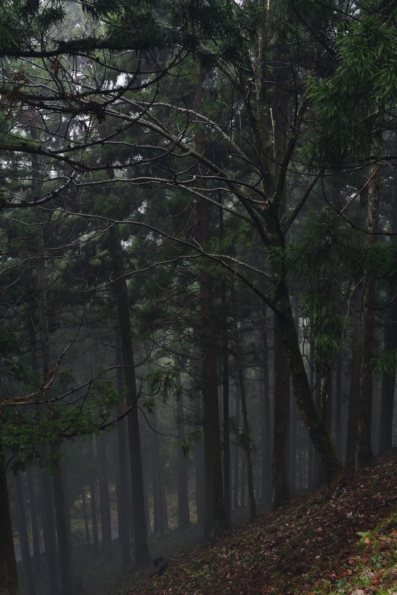 雨に濡れた薄暗い杉林で、杉の木々が立ち並ぶ自然風景