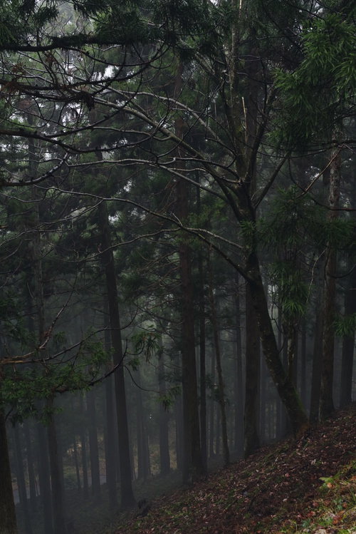 雨に濡れた杉と春を待つ冬枯れの木々が立ち並ぶ林