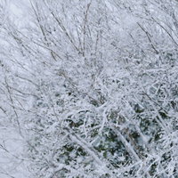 冬の降雪で雨雪を纏った木々の枝の写真
