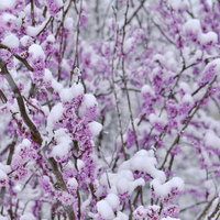 雪が降り積もったハナズオウの枝と紫色の花の写真