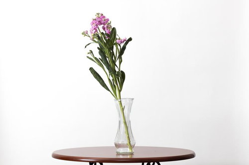 シンプルなガラスの花瓶に活けた紫のナデシコの一輪挿し