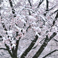 雪が積もったソメイヨシノの枝に咲く桜の花の写真