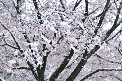 雪が積もったソメイヨシノの枝に咲く桜の花
