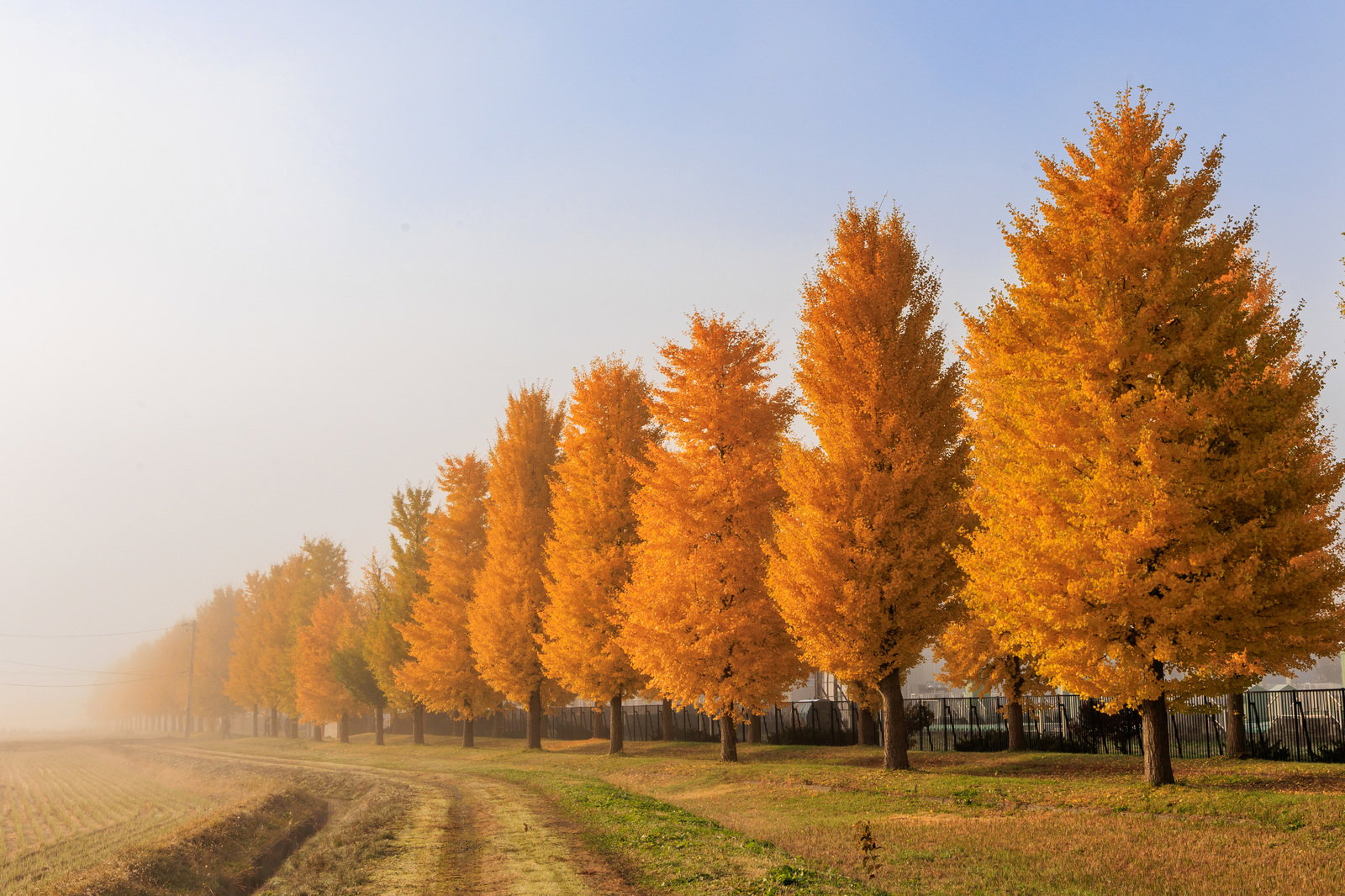 霧の中に続くイチョウ並木道