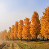朝霧が晴れつつあるイチョウ並木の秋風景 黄金色に輝くの写真