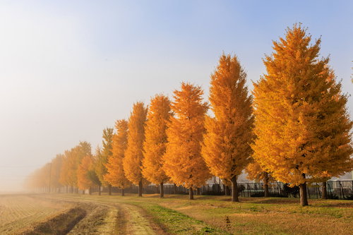 朝霧が晴れつつあるイチョウ並木の秋風景 黄金色に輝く