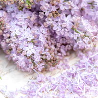 白いテーブルにこぼれ落ちるライラックの花と散った花びらの写真