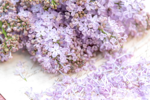 白いテーブルにこぼれ落ちるライラックの花と散った花びら