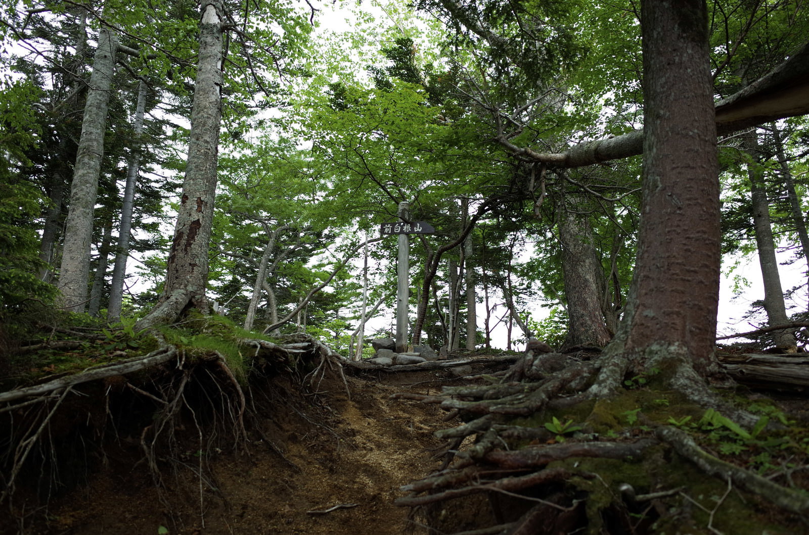 森林の中の登山道に立つ前白根山への指導標、木の根が張り出した自然豊かな環境