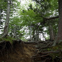日本百名山・日光白根山へ向かう登山道の指導標の写真