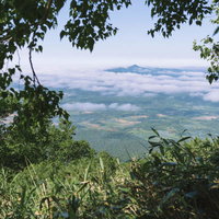 雲海の向こうに見える後志羊蹄山と樹木の重なりの写真