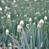 雪が積もった冬のネギ坊主が並ぶ畑の写真