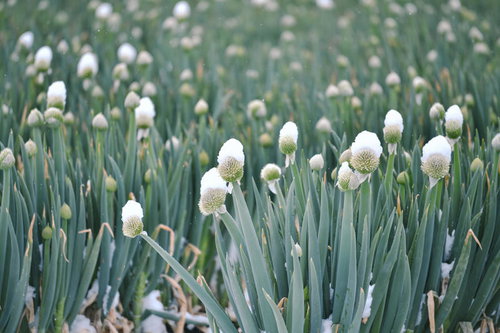 雪が積もった冬のネギ坊主が並ぶ畑