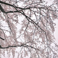 雪が積もった曇り空の枝垂れ桜の春景色の写真