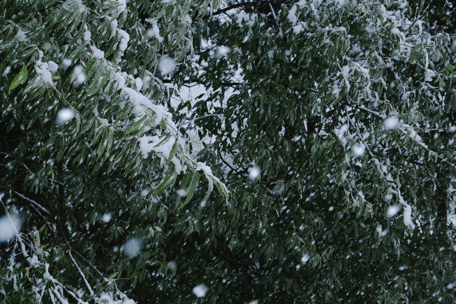 雪が積もった常緑樹の枝と葉、降雪中