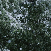 雪が積もってゆく常緑樹の枝葉の写真