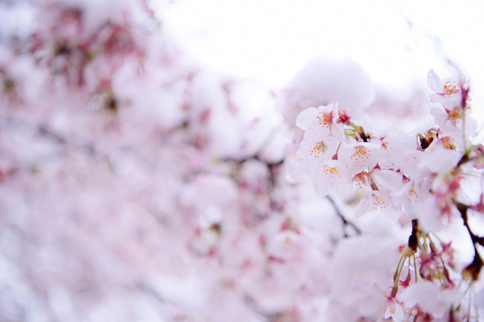 雪の日に咲く淡いピンクの桜のクローズアップ