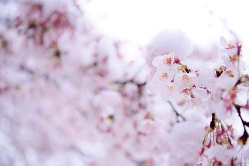 雪が降った日の淡い色の桜