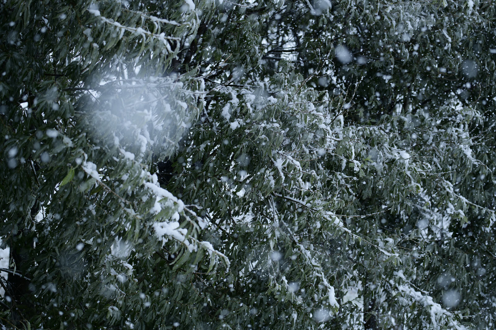 雪が降りしきる田舎の道端で緑の葉をつけた木々に白い雪が舞い散る冬の風景