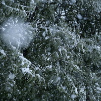 雪が降りしきる田舎の道端に立つ緑の木々と積雪風景の写真