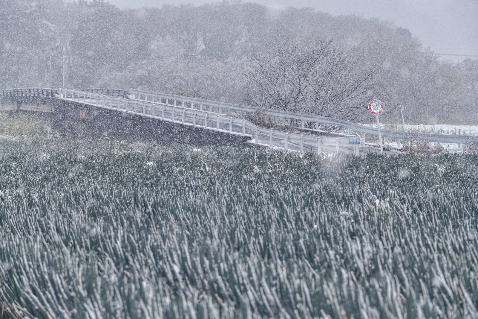 雪が降る中の見沼田んぼのネギ畑、緑のネギが一面に植えられている