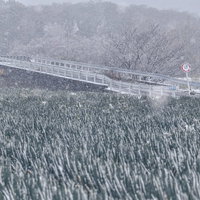 雪が降りしきる見沼田んぼのネギ畑の冬景色の写真