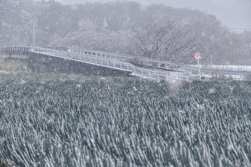 雪が降りしきる見沼田んぼのネギ畑の冬景色