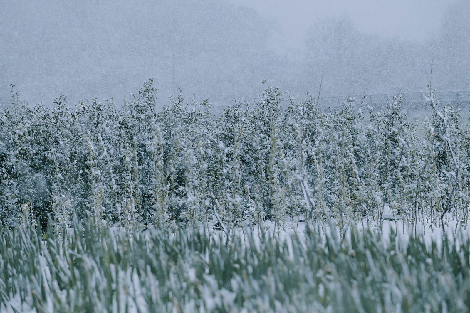 雪が積もったハナズオウの庭木、細い枝に白い雪が付着している