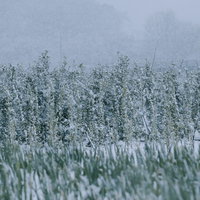 雪が降り積もりこごえているようなハナズオウの庭木の写真
