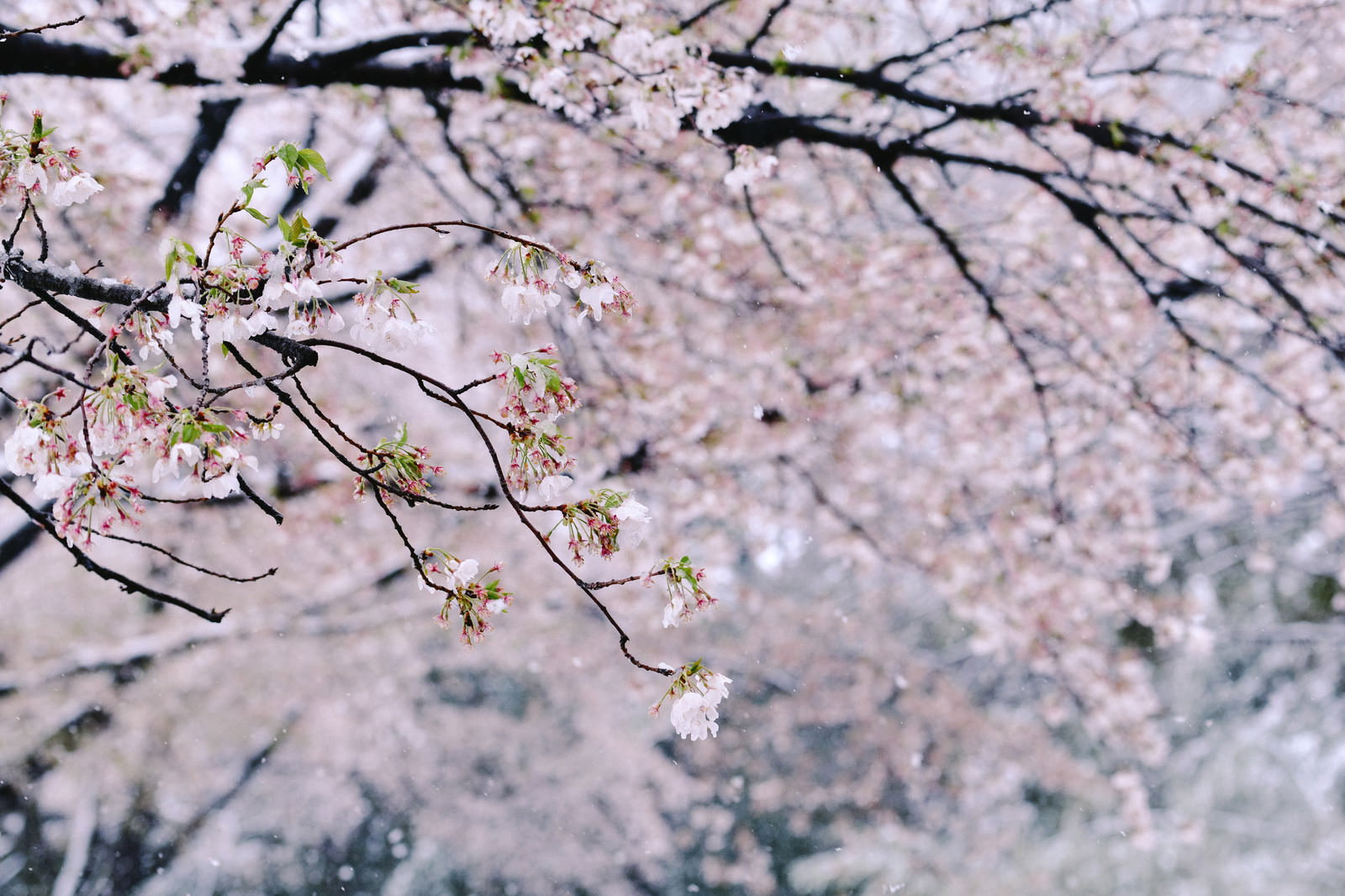 雪が積もった桜の枝にソメイヨシノの花が咲いている様子