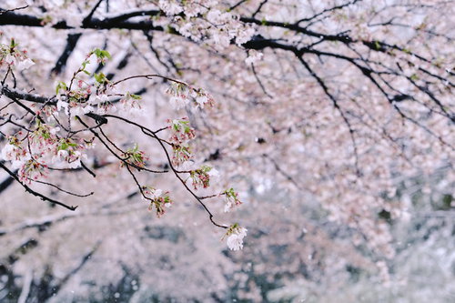 雪が降り積もる春のソメイヨシノの花びらと枝
