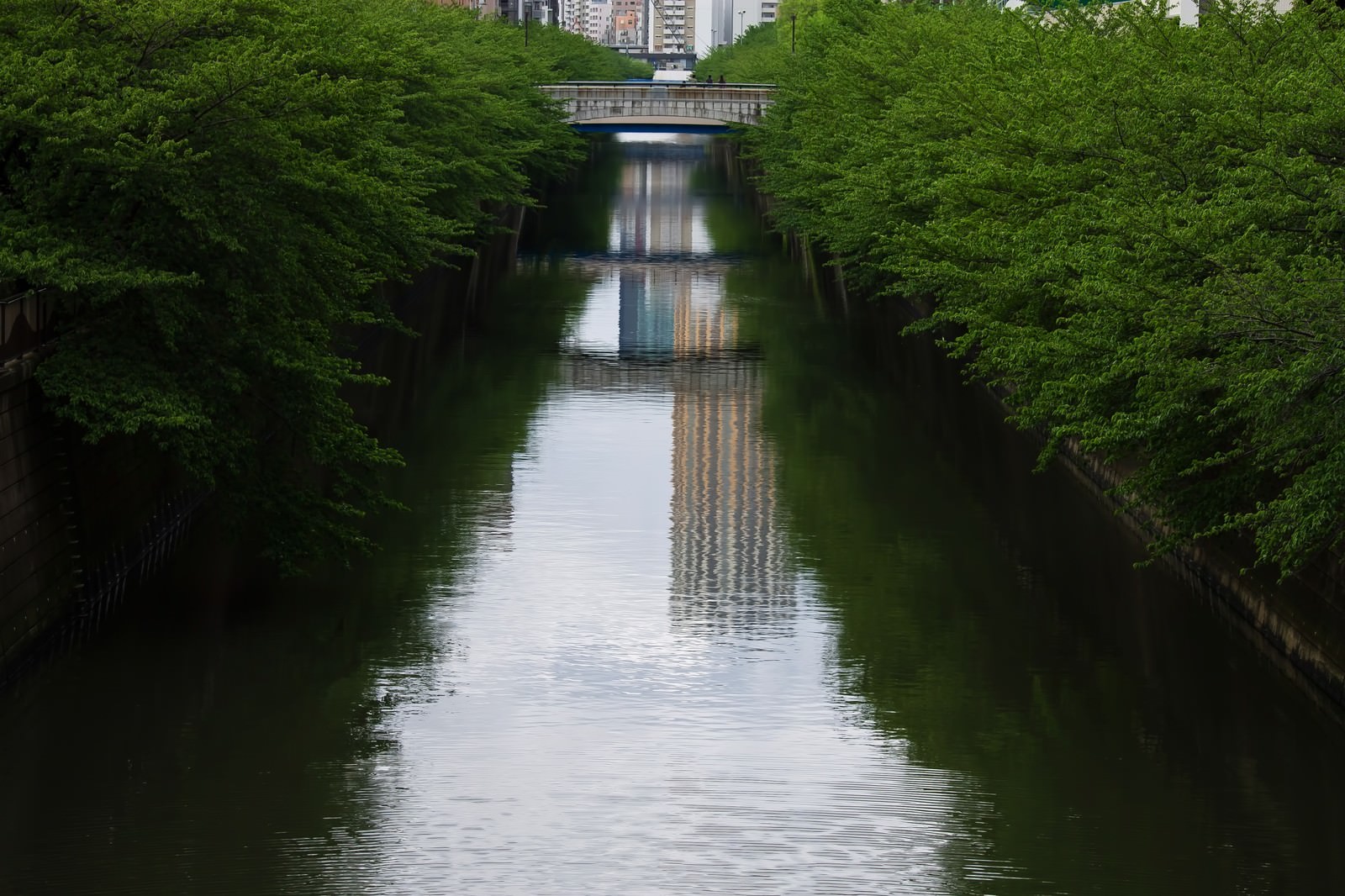 新緑に覆われた目黒川沿いの木々