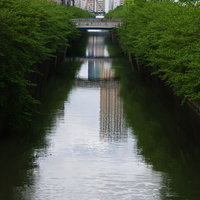 新緑に覆われた目黒川沿いの青々とした木々の写真