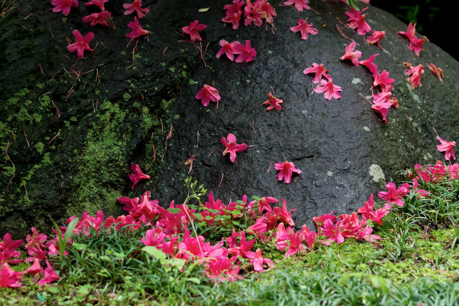 地面に花びらが散ったつつじ