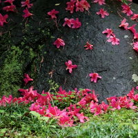 地面に花びらが散った後のつつじの花の写真