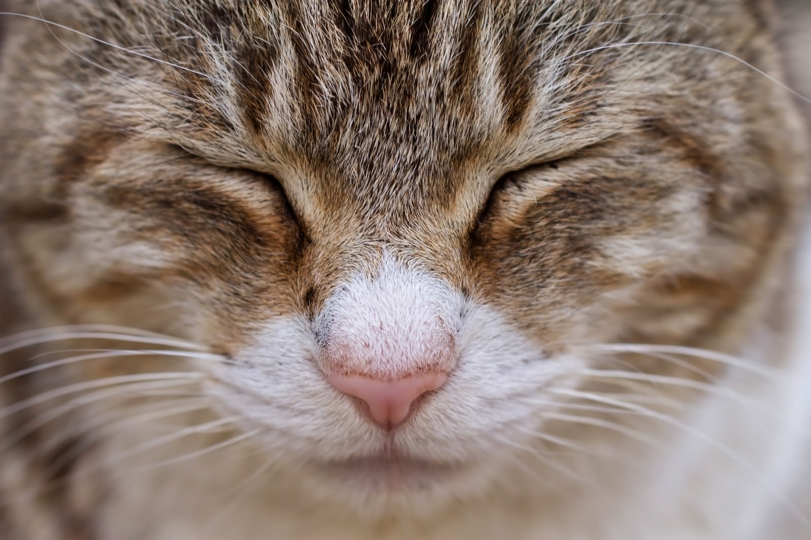 目をつぶるキジトラ猫の顔アップ