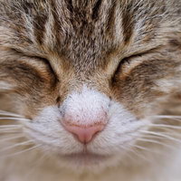 目をつぶる猫（顔アップ）の写真