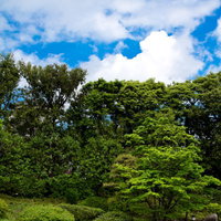 手入れされた低木と池がある緑の多い庭園と青空の写真