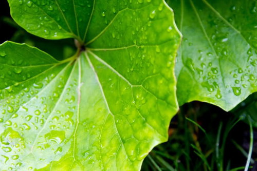 表面で水滴をはじく大きな緑の葉の接写