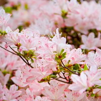 花びらが広がって咲くピンク色のつつじの花の写真