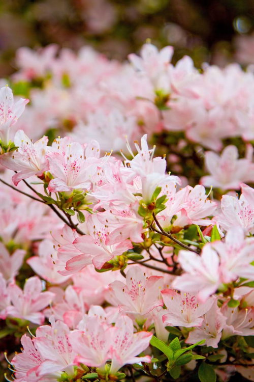 花びらが広がって咲くピンク色のつつじの花
