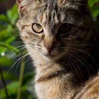 金色の目で正面を向きこちらを睨む厳しい表情の猫の写真